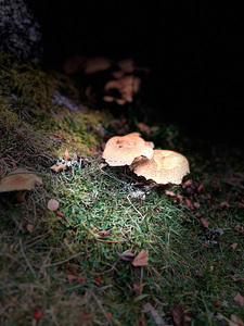 Scenes from the Trail- Forest Mushrooms