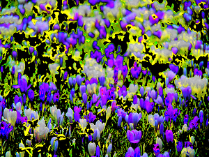   Abstract Vibrant Crocuses                                                   