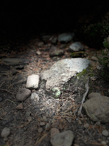 Scenes from the Trail- Rocky Path