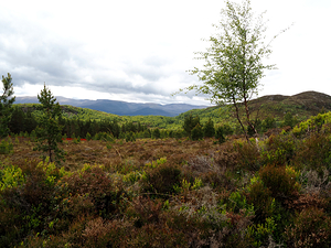 Scottish Highlands Serenity                                                                                                                 