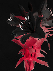 Abstract Black Lilies 