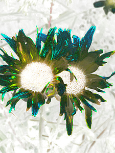 Abstract Daisy Duo in Green and Blue