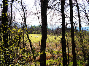 Spring Sheep in the Scottish Highlands                                                                                                                     