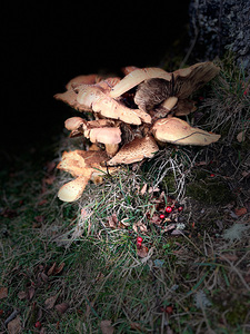 Scenes from the Trail- Forest Mushrooms with Berries