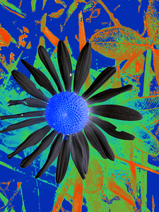 Cool Vibrant Abstract Daisy 
