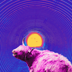 Hibiscus Highland Cow and the Tunnel 