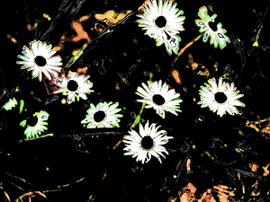 Abstract Summer Daises in the Darkness                                                                                                                     