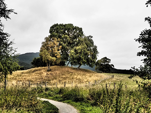 Scottish Highlands Path to Hilltop Trees                                                                                                                      