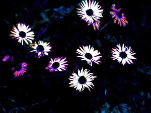 Abstract Colourful Daises in the Darkness                                                                                                                     
