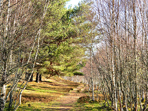 Springs Path Through the Scottish Highlands                                                                                                                     