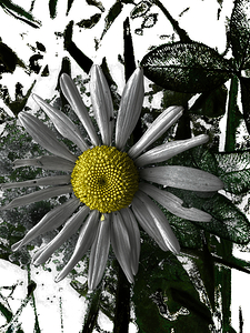 Cool Abstract Daisy Yellow Centre 