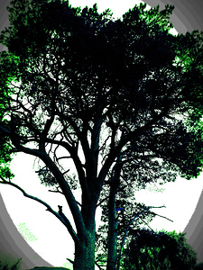  Green and Black Pine Tree                                                                                                                    