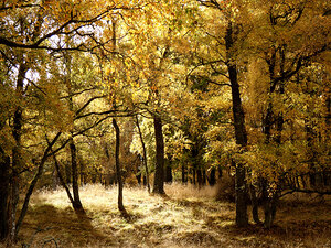 Autumns Kiss for the Scottish Highlands