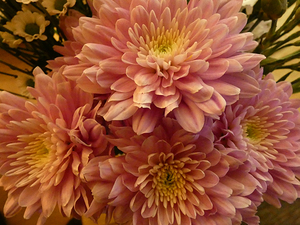 Impressionistic Pink Chrysanthemums 