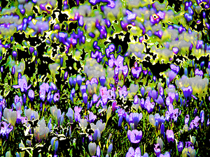  Abstract Crocus Gathering                                                                                                             