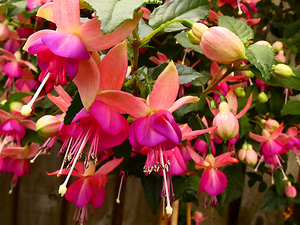 Stunning Impressionistic Fuchsias