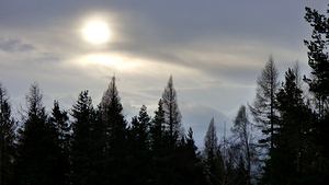 Winter Pine Silhouettes 