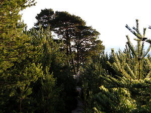 Scottish Highlands Sunlit Forest Pathway 2                                                                                                                     