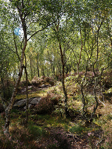  Scottish Highlands Sunshine Forest                                                                                                                    