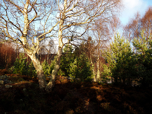  Scottish Highlands Forest in the Winter Sun                                                                                                                    