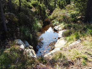 Scottish Highlands Tranquil Forest Stream                                                                                                                     