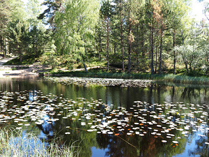 Scottish Highlands Lily Lochan                                                                                                                     