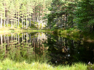 Scottish Highlands Pine Lochan View