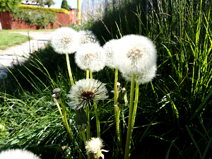 Dandelions of the Scottish Highlands                                                                                                                      