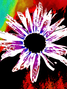 Abstract Daisy Black Centre