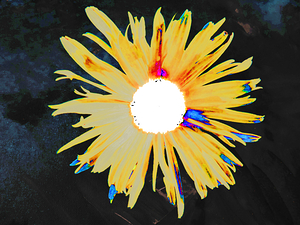 Abstract Vibrant Daisy Flower on a Darker Abstract Background