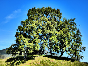 Scottish Highlands Birch Tree Trio