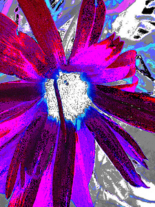 Abstract Vibrant Red and Purple Daisy Flower