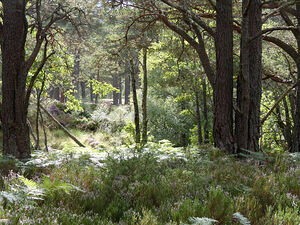Birch and Pine Summer