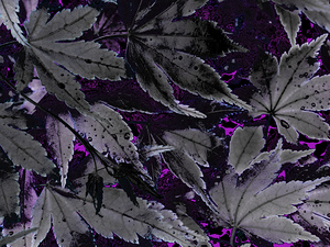  Abstract Monochrome Acer Leaves