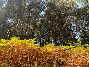Scenes from the Trail - Ferns in a Scottish Highlands Pine Forest