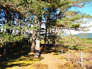  Scottish Highlands in the Spring                                                                                                                    