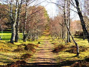 Springs Sunlight in the Scottish Highlands                                                                                                                  