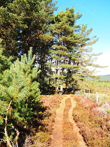 Springs Sunshine for the Scottish Highlands                                                                                                                     