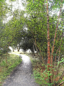 Scottish Highlands Enchanted Forest Path                                                                                                                  