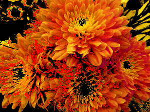 Abstract Orange and Yellow Chrysanthemums 