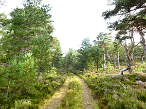 Summer Trail Through The Scottish Highlands 