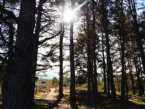  Dark Forest Sun in the Scottish Highlands                                                                                                                    