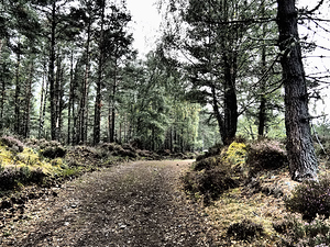 Serene Autumnal  Forest Trail                                                                                                                     