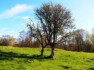 Springs Tree Trio in the Scottish Highlands                                                                                                                     