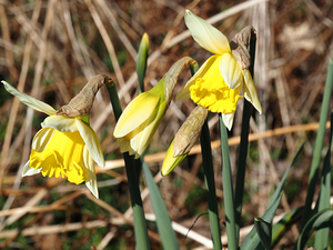 Natures Spring Daffodils                                                                                                                     