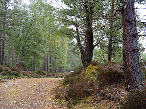 Peaceful Autumnal Forest Trail                                                                                                                     