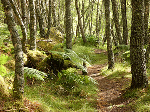 Scottish Highlands Sunlit Ferns Sunlit Ferns