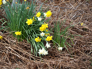 Scottish Highlands Daffs Amidst the Ferns                                                                                                                     
