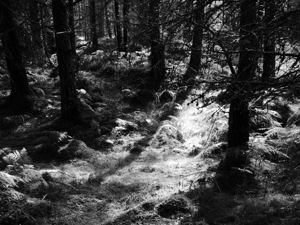 Black and White Ferns with Pines  