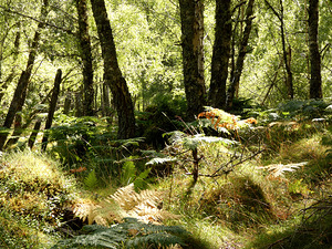 Scottish Highlands Spring Woodland